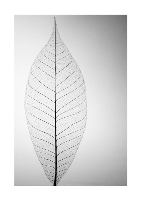 Delikatność Natury