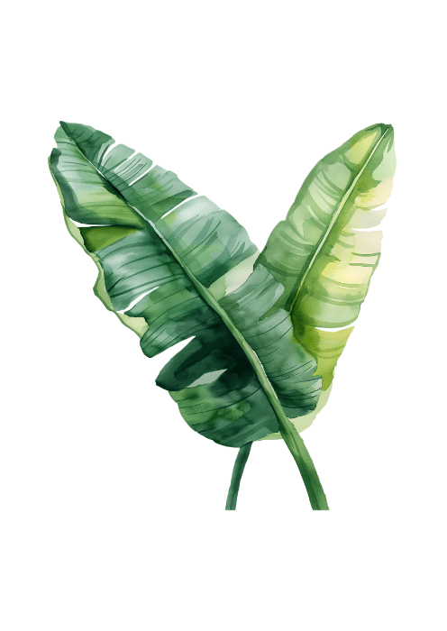 Liście Bananowca