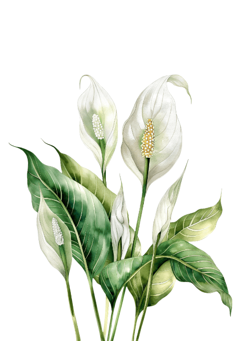 Skrzydłokwiat w Akwareli