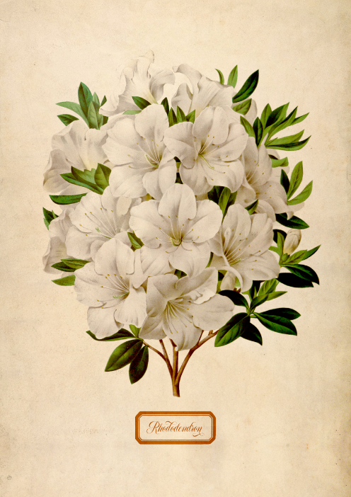 Biały Rododendron