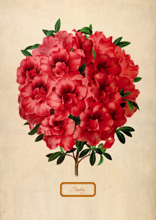 Bukiet Azalii