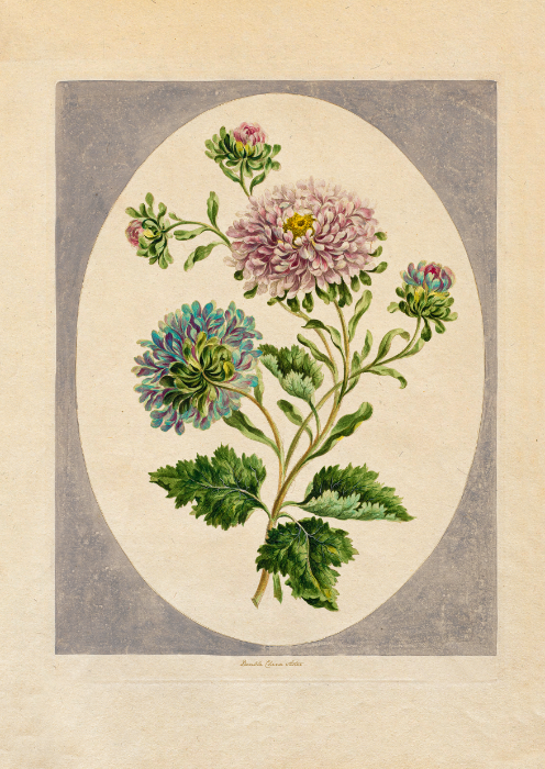 Jesienne Chryzantemy